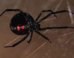 Black Widow….