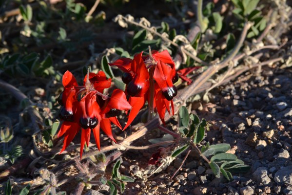 Mother Nature’s Brush Strokes