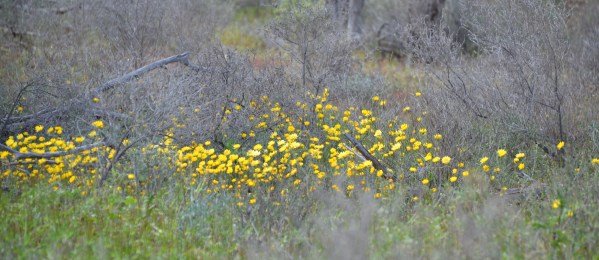 Lay Down With Mother Nature