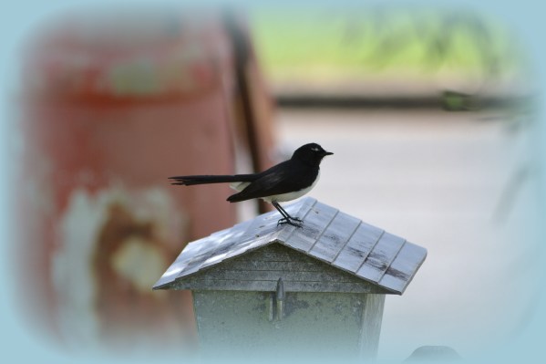 Life is a Celebration