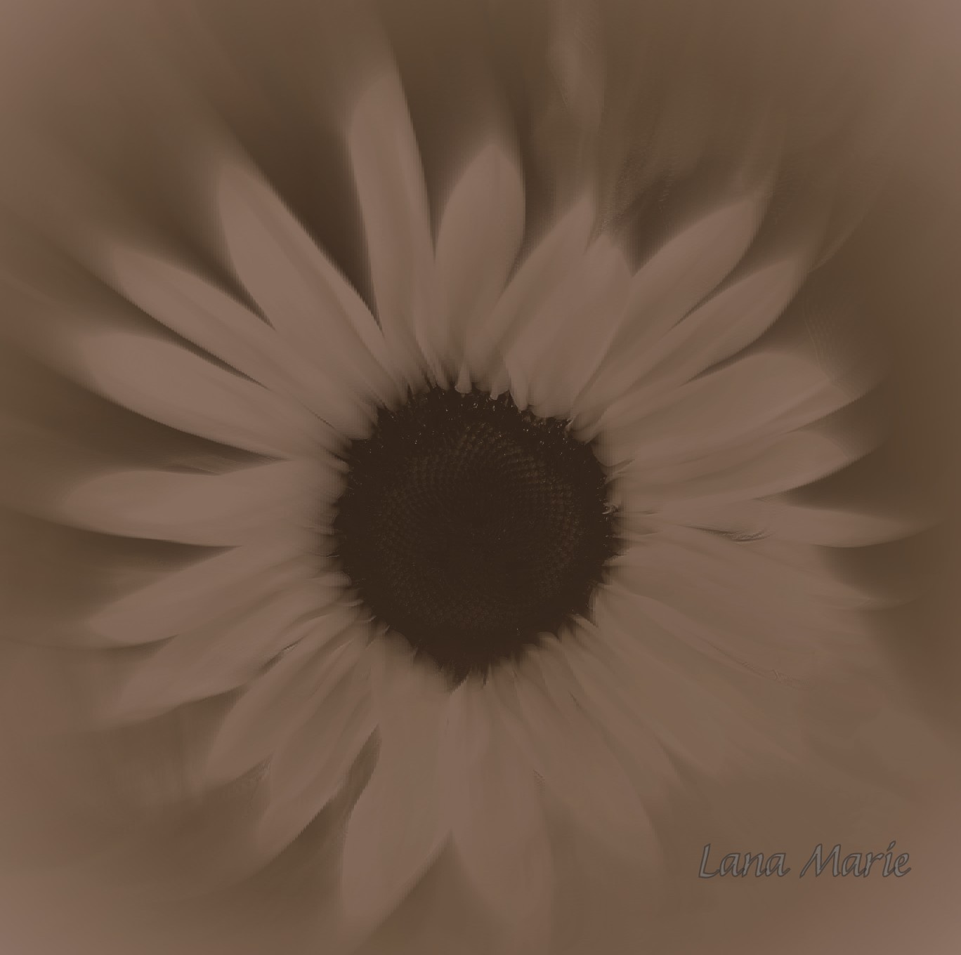 Sunflower1-001